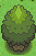 untitled-tree.png