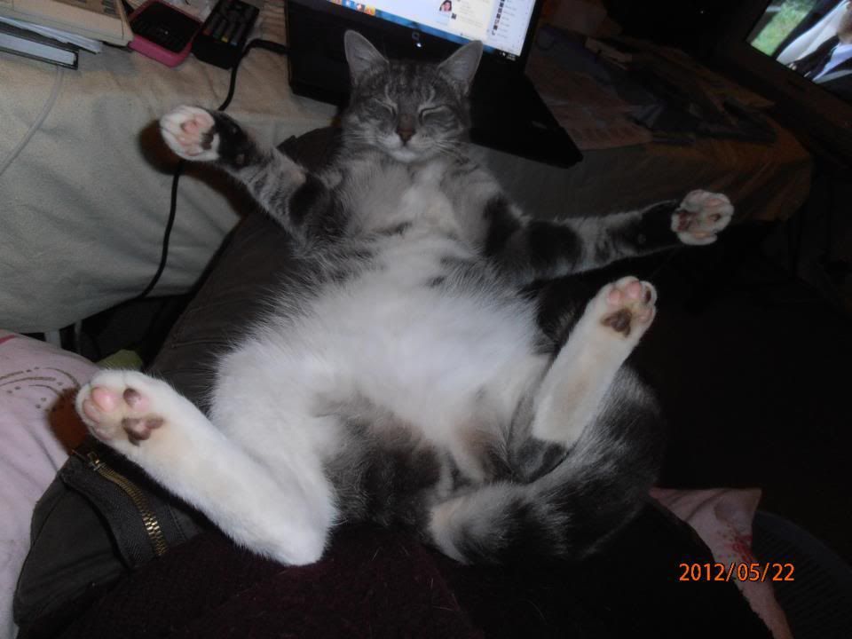 Toosdai Critters Toe Tunes