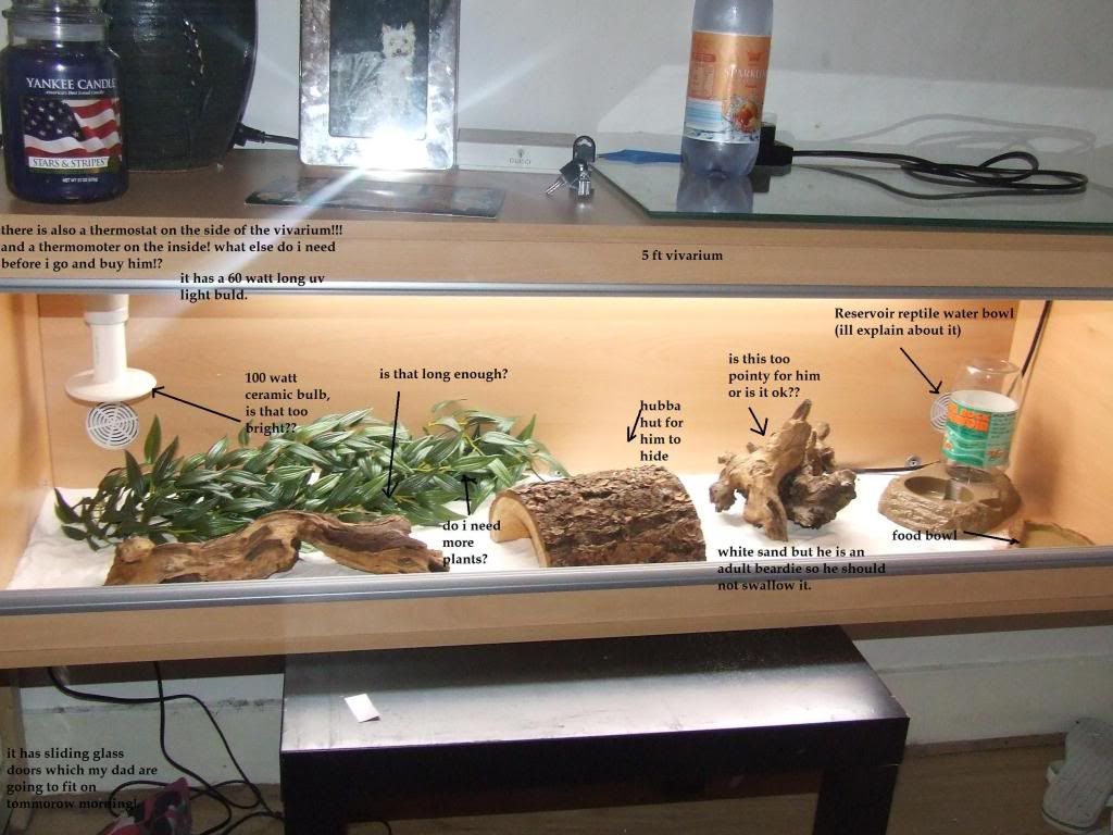 Bearded Dragon Setup Pictures, Images & Photos Photobucket