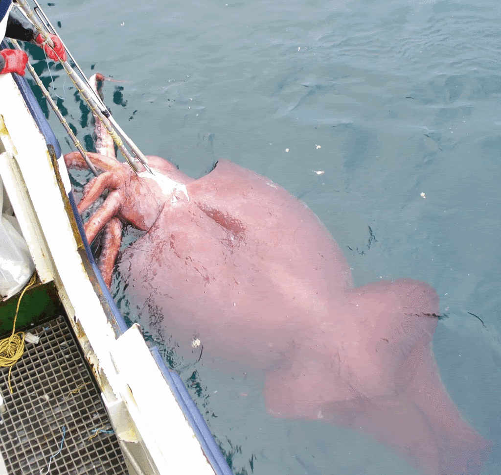 giant-squid.gif