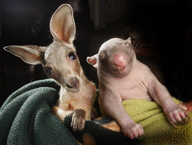 kangaroo-02072012-jpg_144007.jpg