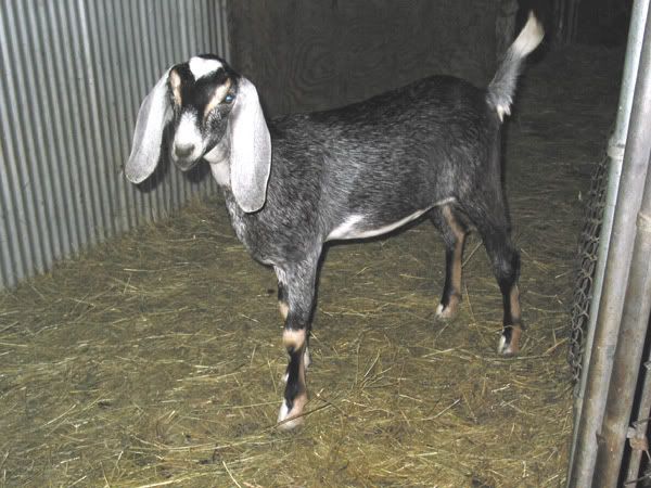 Anyone have a full sized Nubian in this color/pattern - Goats