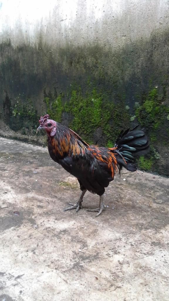 Hóc Môn bán cạp gà tre phi - 2