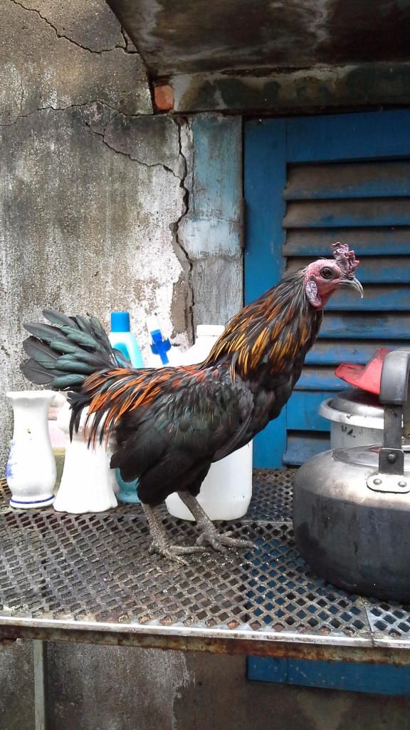 Hóc Môn bán cạp gà tre phi - 1