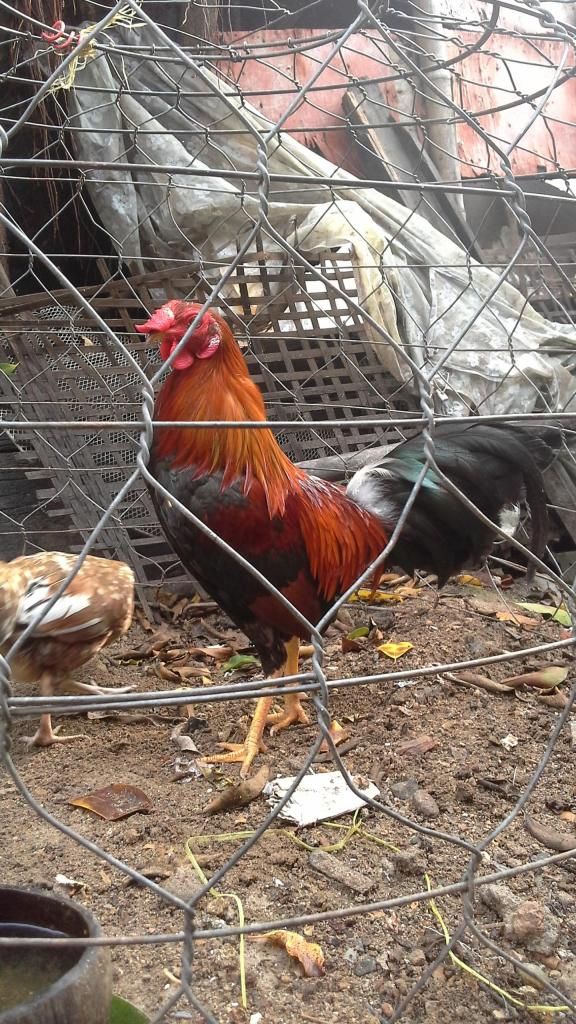 thanh lý tre mỹ lai asil - 3