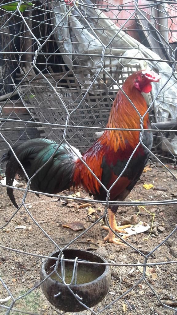 thanh lý tre mỹ lai asil - 2