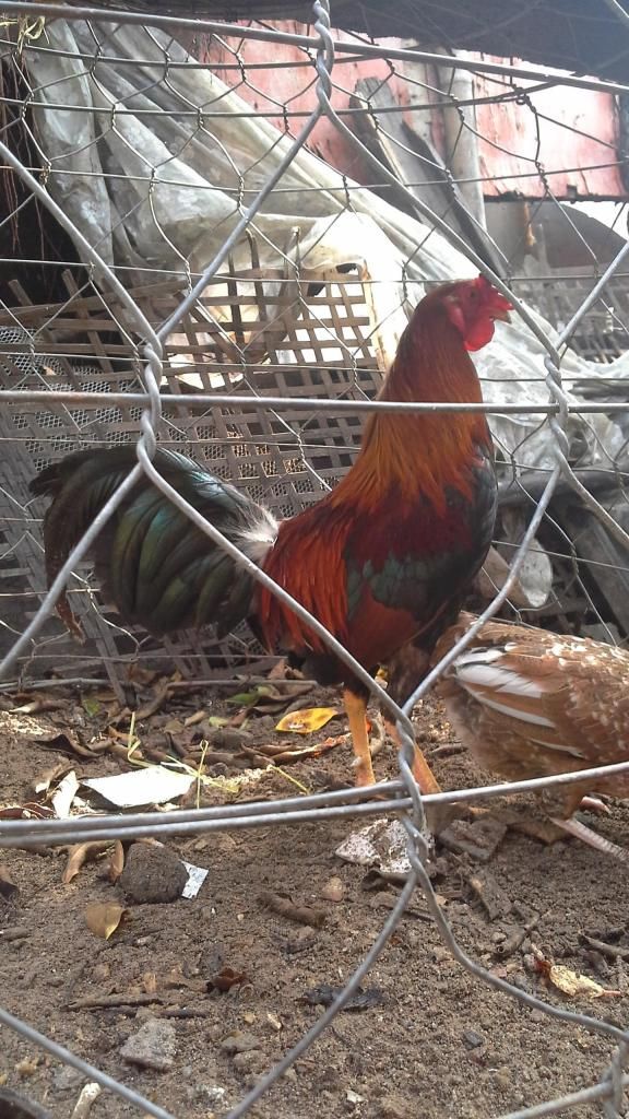 thanh lý tre mỹ lai asil - 1