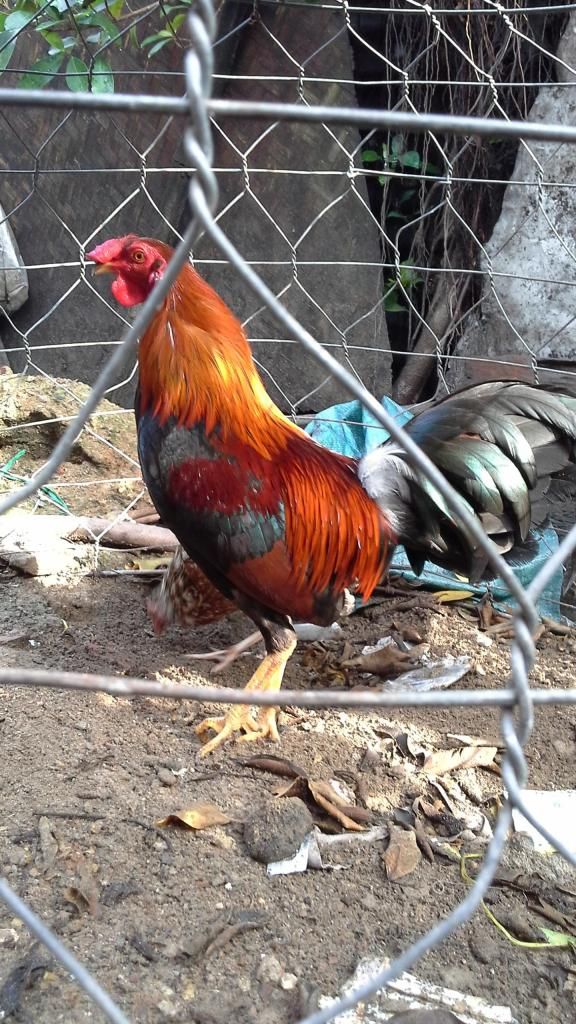 thanh lý tre mỹ lai asil