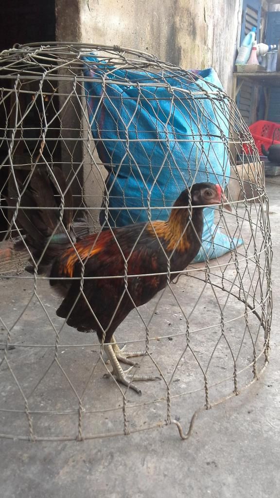 bán gà tre mỹ 5 tháng - 4