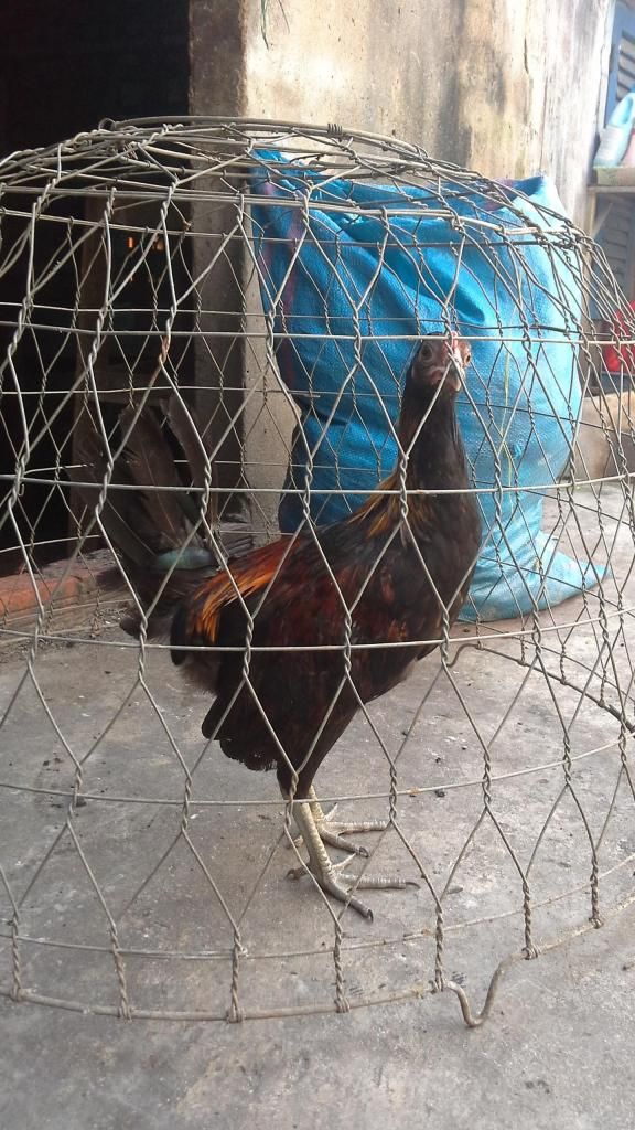 bán gà tre mỹ 5 tháng - 3