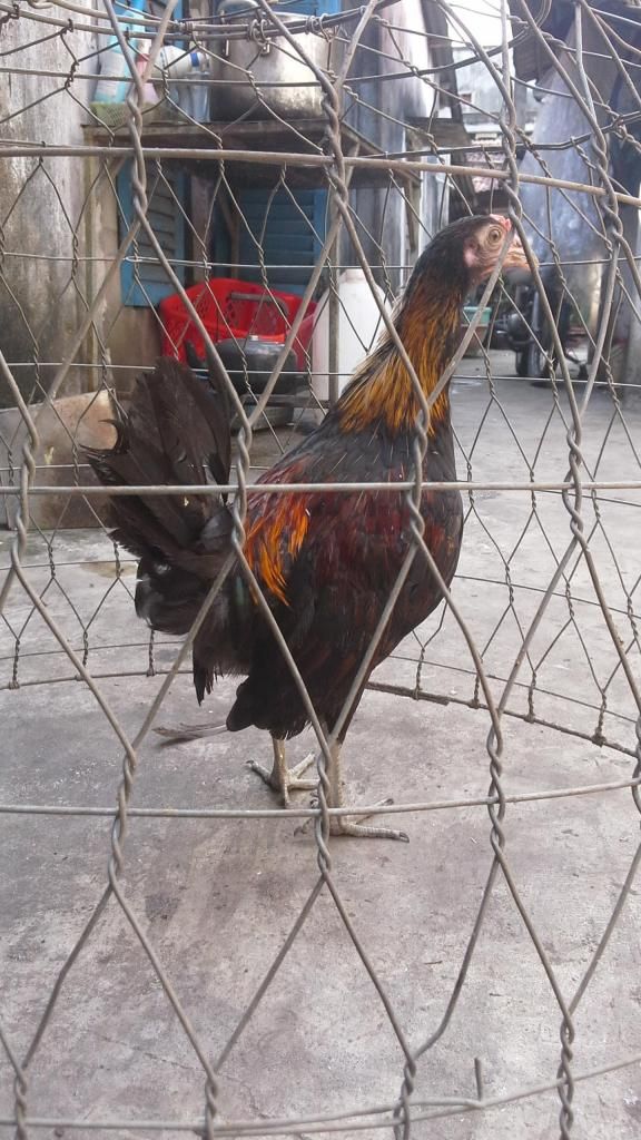 bán gà tre mỹ 5 tháng