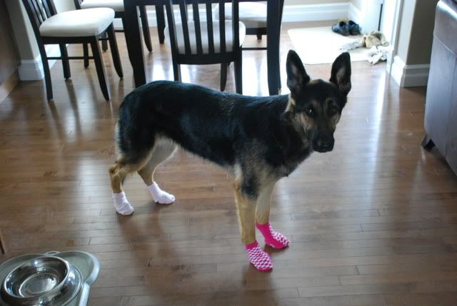 booties hardwood dog floors german shepherd droopy sewing bit pre them re