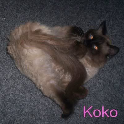 Koko Playing with his Tail