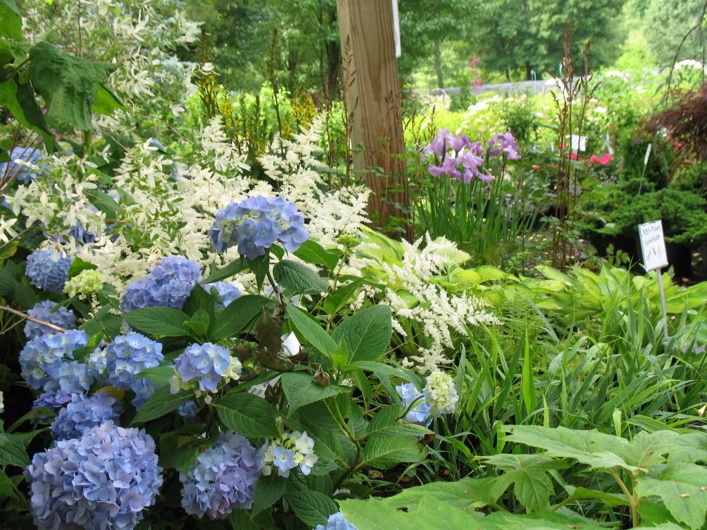 Endless Summer Hydrangea With Bridal Veil Astilbe Photo by