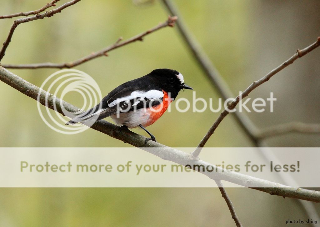 canon 机加sigma镜所拍生态.