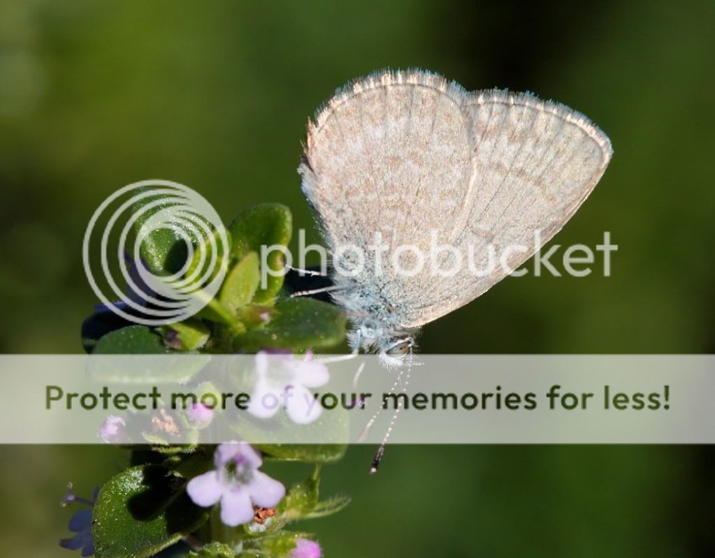 毛眼灰蝶 common grass blue - 生态区 - dchome.net 数码天地论坛 - 